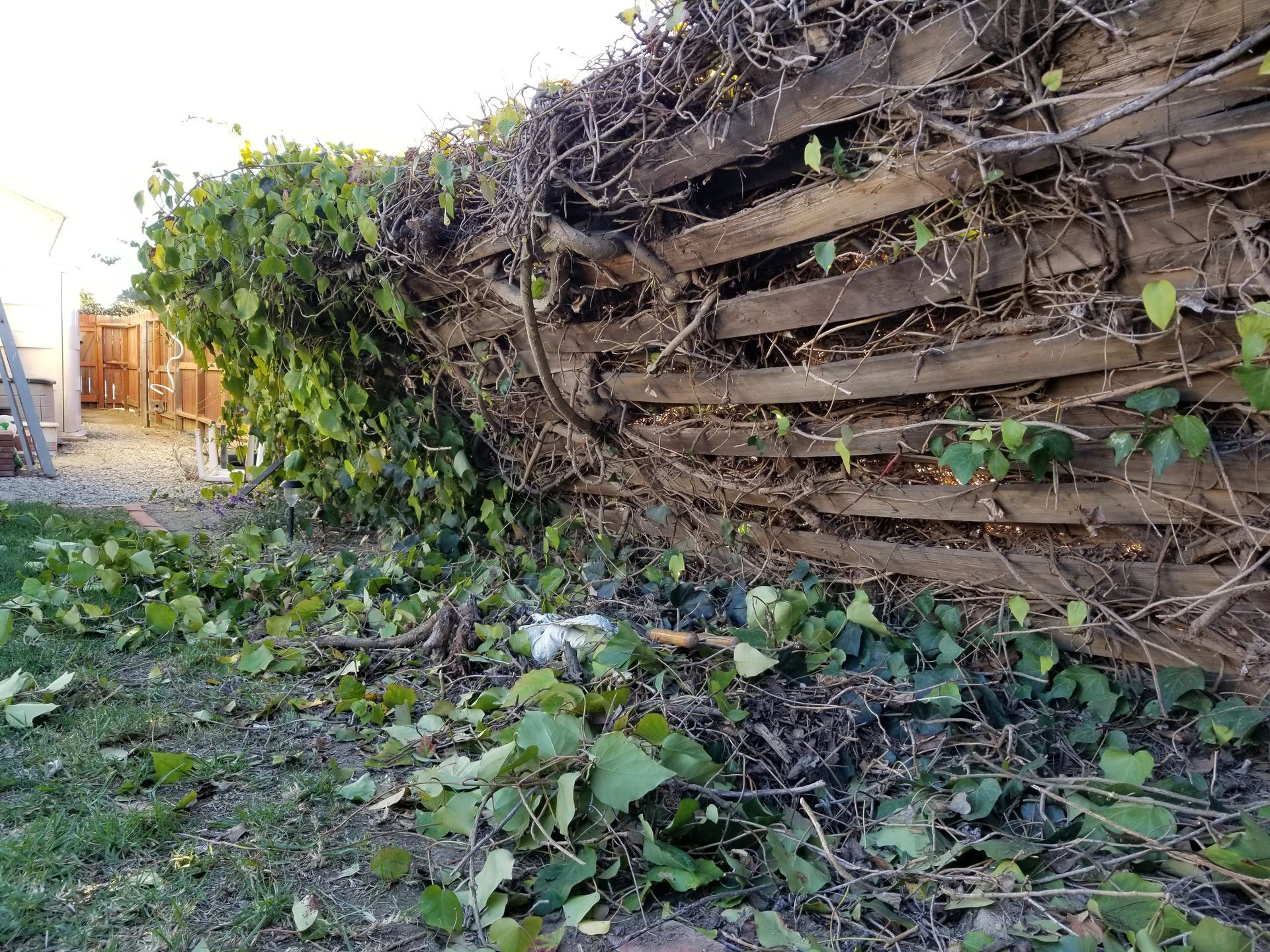 A wooden fence with ivy growing on it in a backyard.