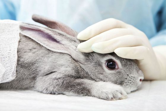 Rabbit being treated at a veterinarian in Price Hill, OH