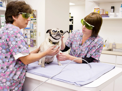 Veterinarian examining a dog in Price Hill, OH