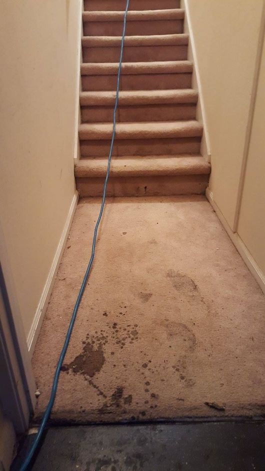 A dirty carpeted staircase with a hose attached to it.