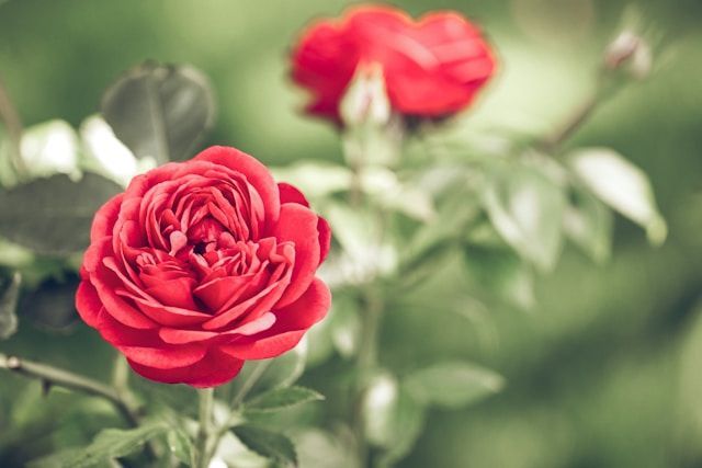 funeral homes Lakewood CA
