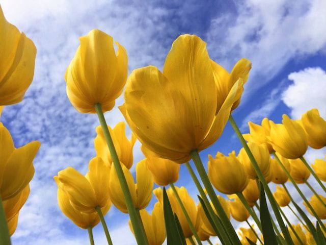 Yellow tulips blooming under a bright sky in Long Beach, CA