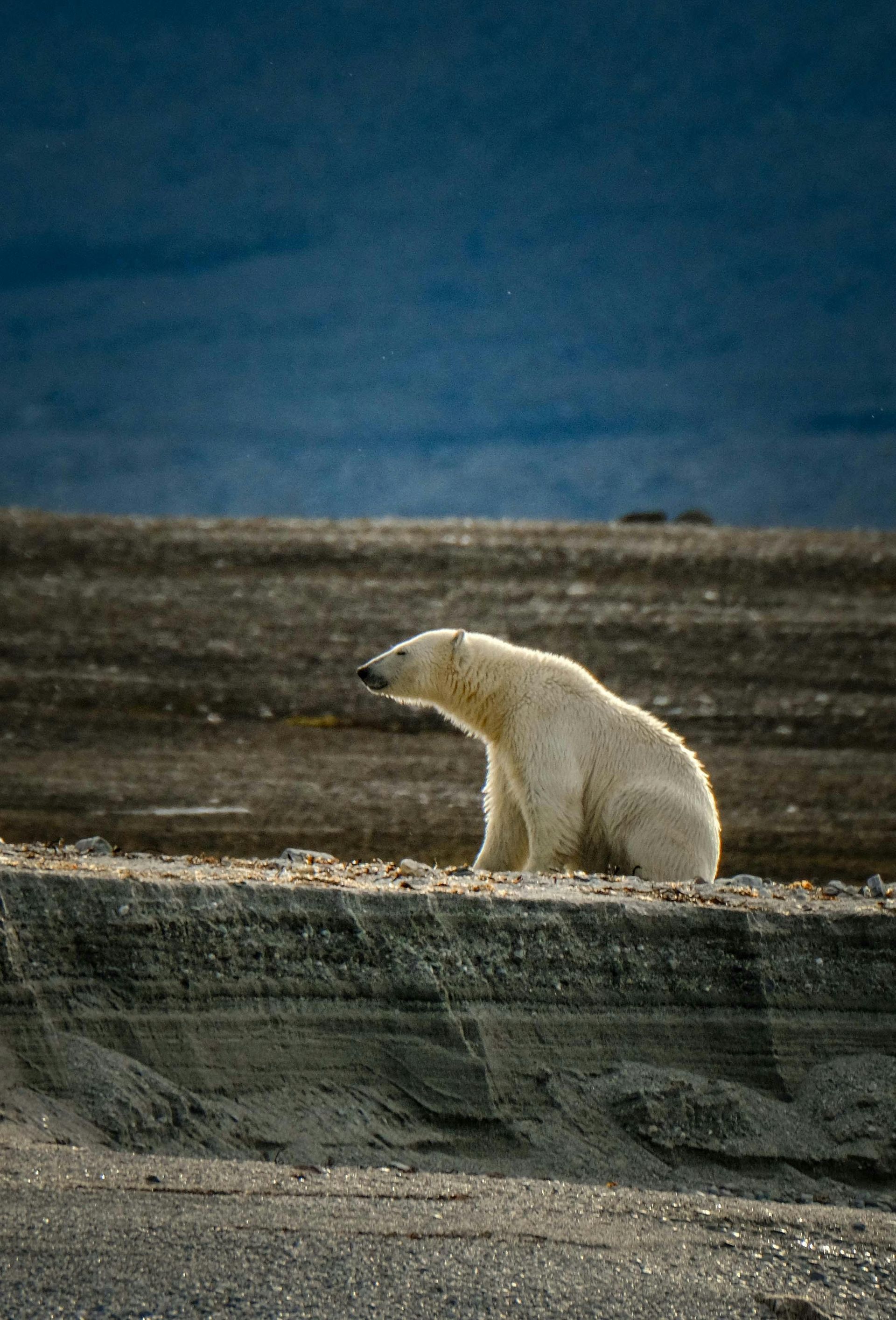 Polar bear sitting on a rocky shore, looking towards a dark blue sky.