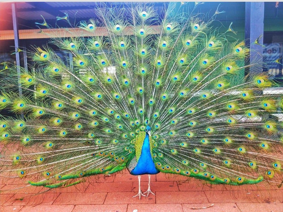 Steve the peacock