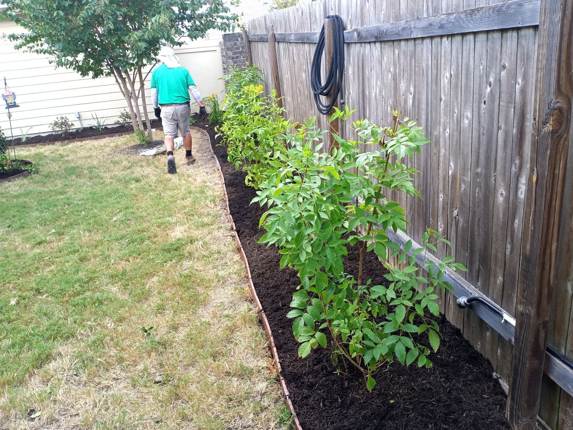 A person walks past a row of green plants and a wooden fence. The ground is covered with mulch.