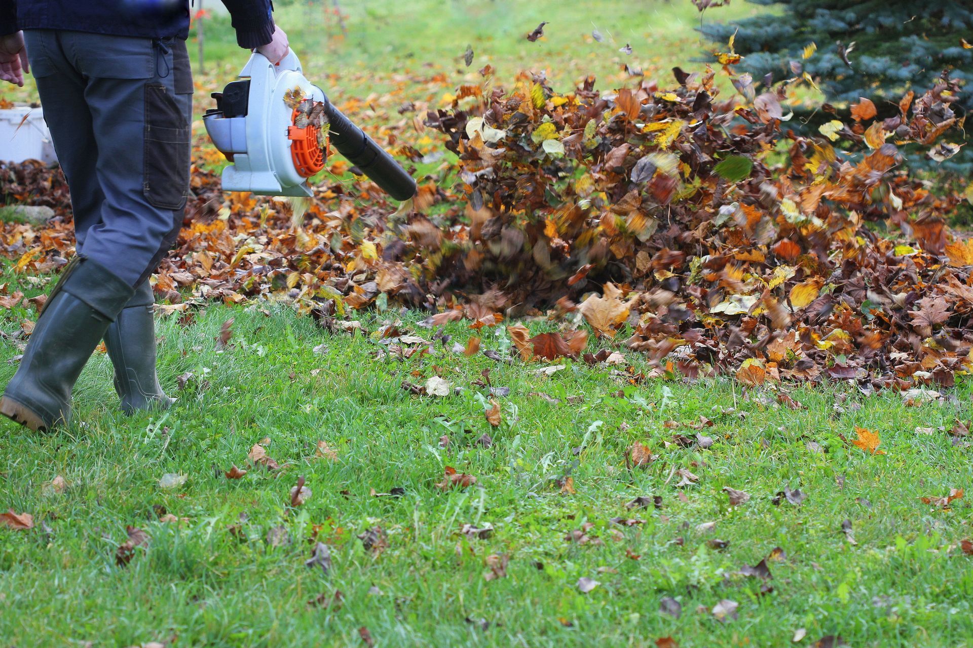 A man is blowing leaves in a yard with a blower.