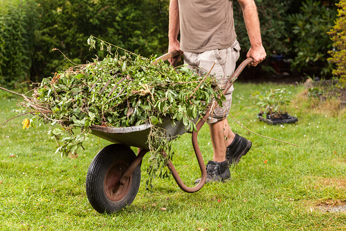 A man is pushing a wheelbarrow full of leaves.