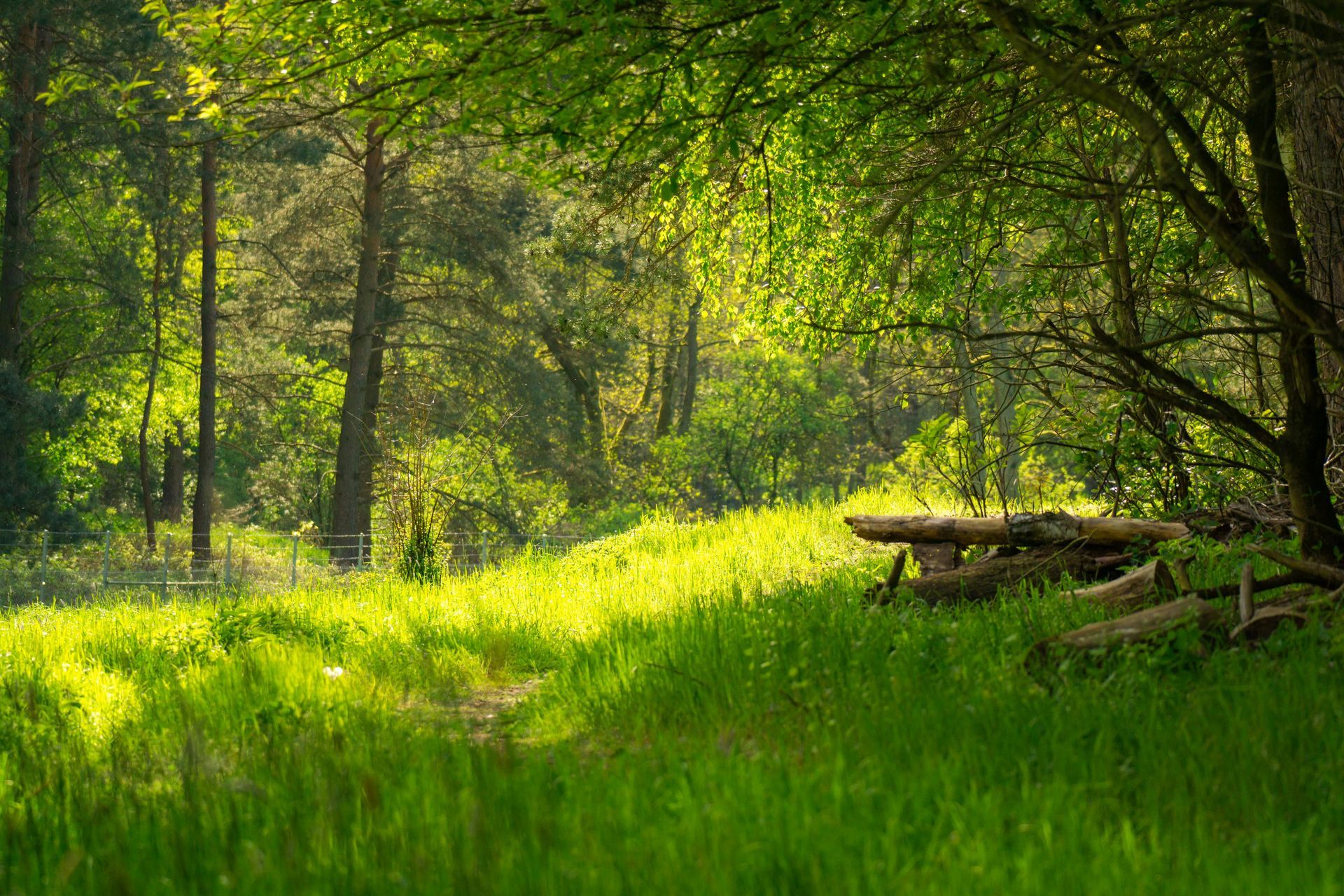 A picnic table is sitting in the middle of a lush green forest.