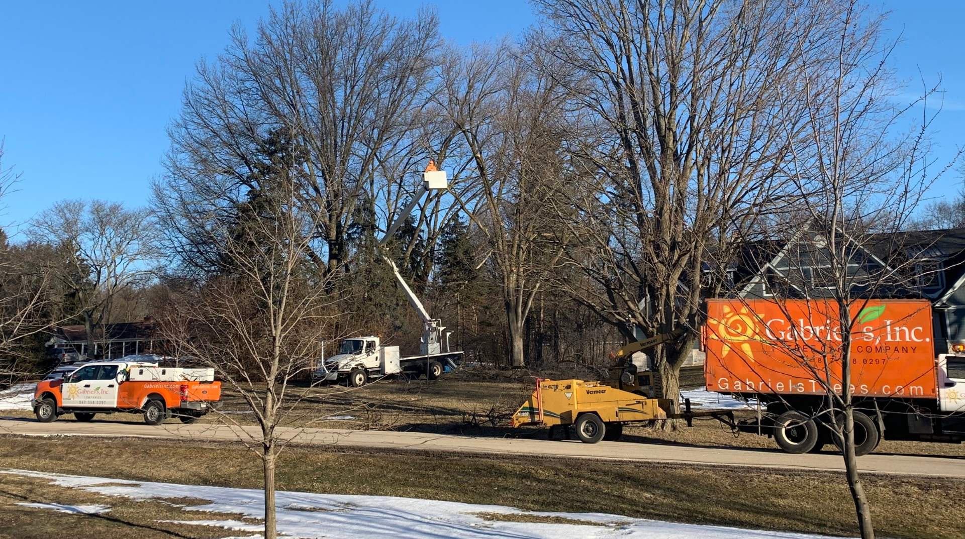 When to Trim Oak Trees in Illinois | Avoid Oak Wilt