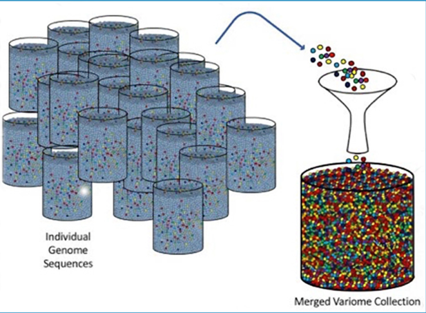 A diagram showing a merged variome collection