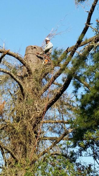 Worker at the Top of Big Tree — Santa Rosa, CA — Horizon Professional Tree Management