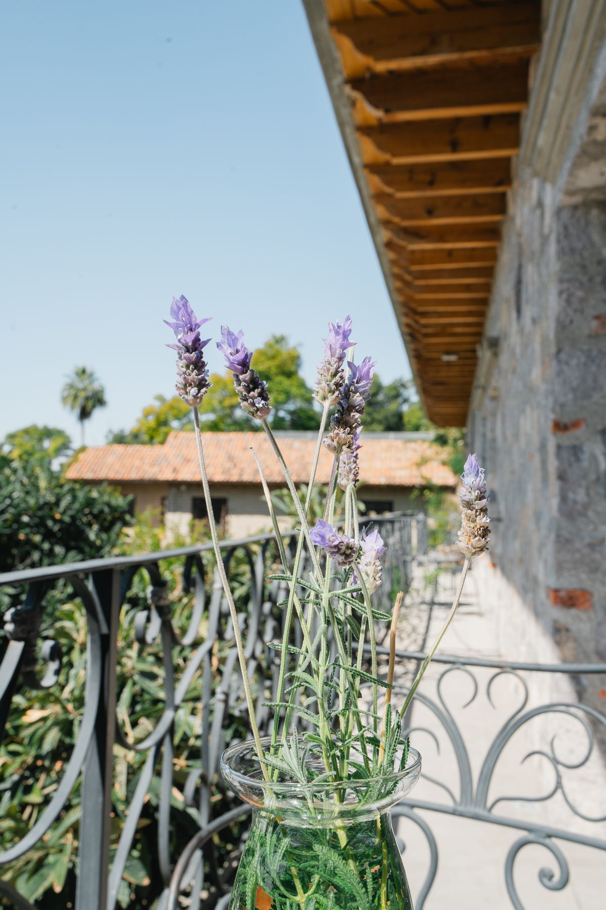La lavanda florece en un balcón de hierro forjado, con un edificio y árboles al fondo bajo un cielo azul.