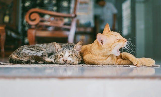 Pets-Property-Cats