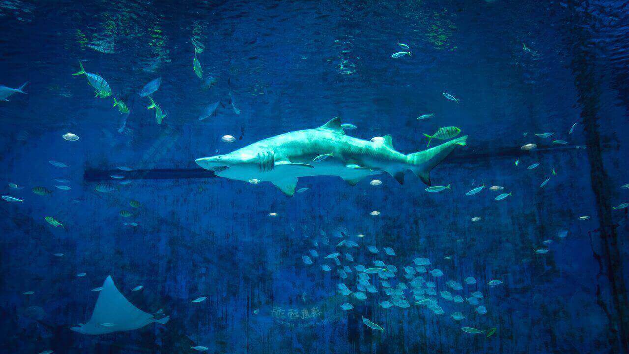 shark in aquarium florida