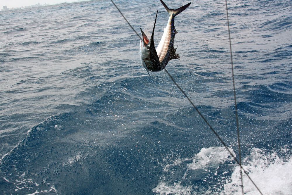 A fish is hanging from a fishing line in the ocean.