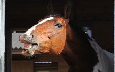 Effective horse training programmes