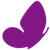 Purple butterfly silhouette on a white background