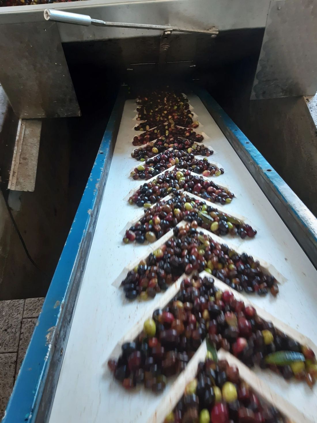 Nastro trasportatore per olive