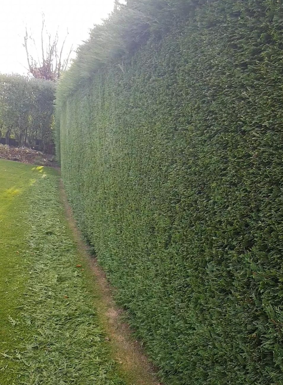 pruned hedge