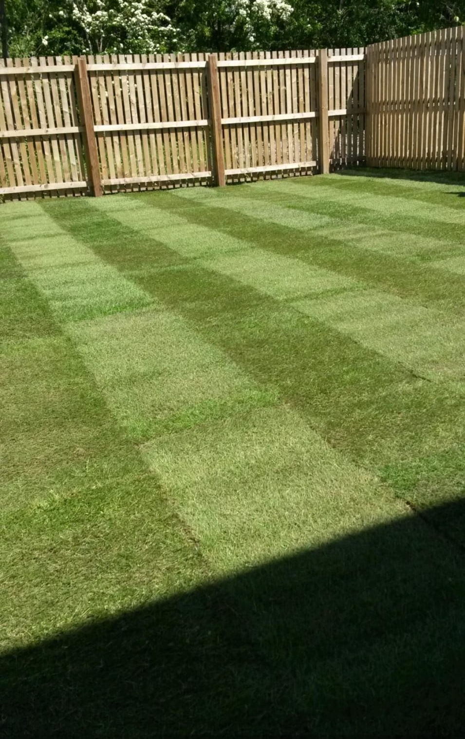 striped garden grass