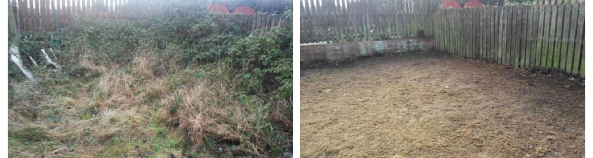 before and after of overgrown garden