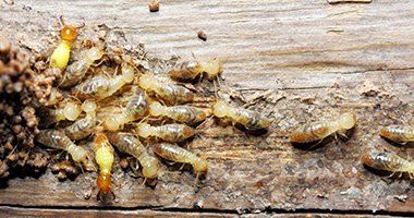 Drywood Termites — Termites on Wood in Baytown, TX