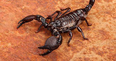 Other Pests — Scorpion in Baytown, TX