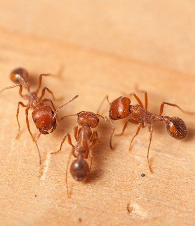 Fire Ant Control — Three Fire Ants in Baytown, TX