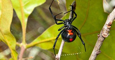 Spiders — Black Widow in Baytown, TX