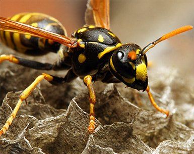 Bee and Wasp Control — Common Wasp in Baytown, TX