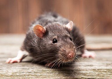 Rodent Control — Rodent in Baytown, TX