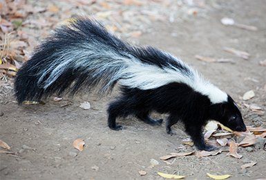 Small Animal Trapping — Skunk in Baytown, TX