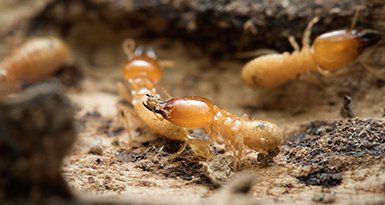 Termite Control — Termites in Baytown, TX