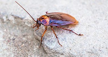 Roaches — Cockroach Winged Adult in Baytown, TX
