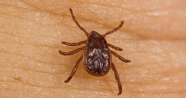 Fleas and Ticks — Tick in Baytown, TX