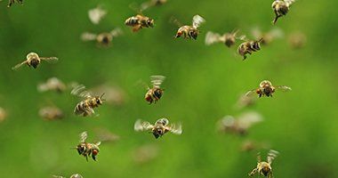 Bees — Flying Honey Bees in Baytown, TX