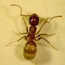 Exotic Ant — Exotic Ant Species in Baytown, TX
