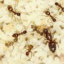 Crazy Ant — Tawny Crazy Ants in Baytown, TX