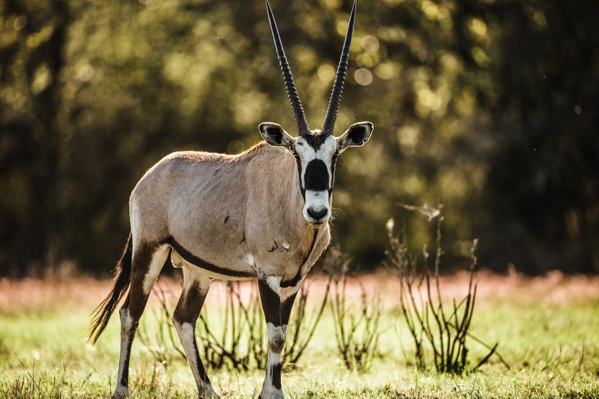 Oryx with long horns stands alert in a field, facing forward. The setting is outdoors, with trees in the background.