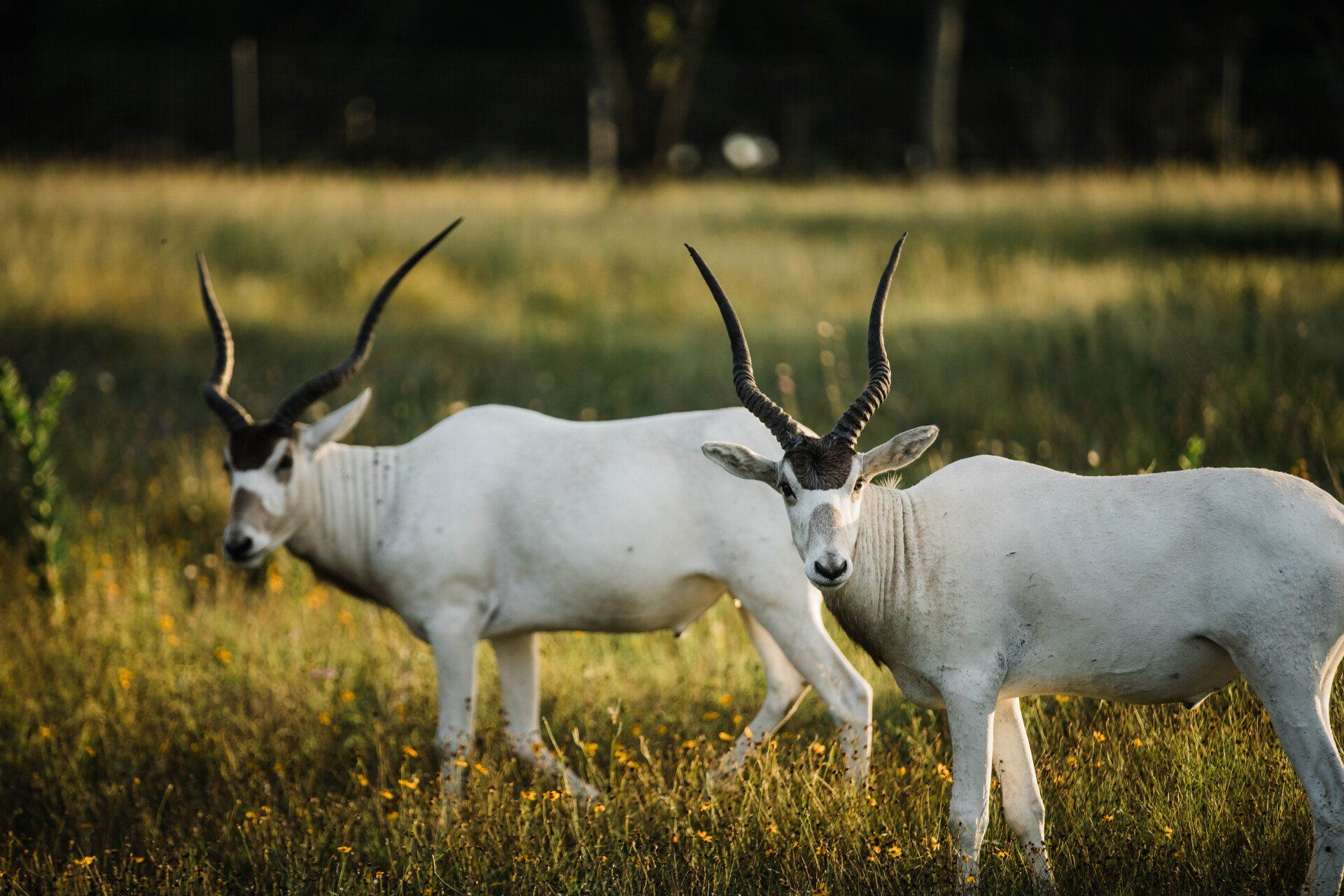 Two white addax antelopes with long, spiraling horns graze in a grassy field.