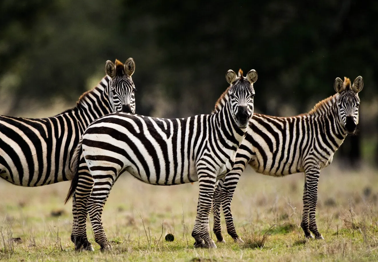 Three zebras standing in a field with black and white stripes, looking towards the camera.