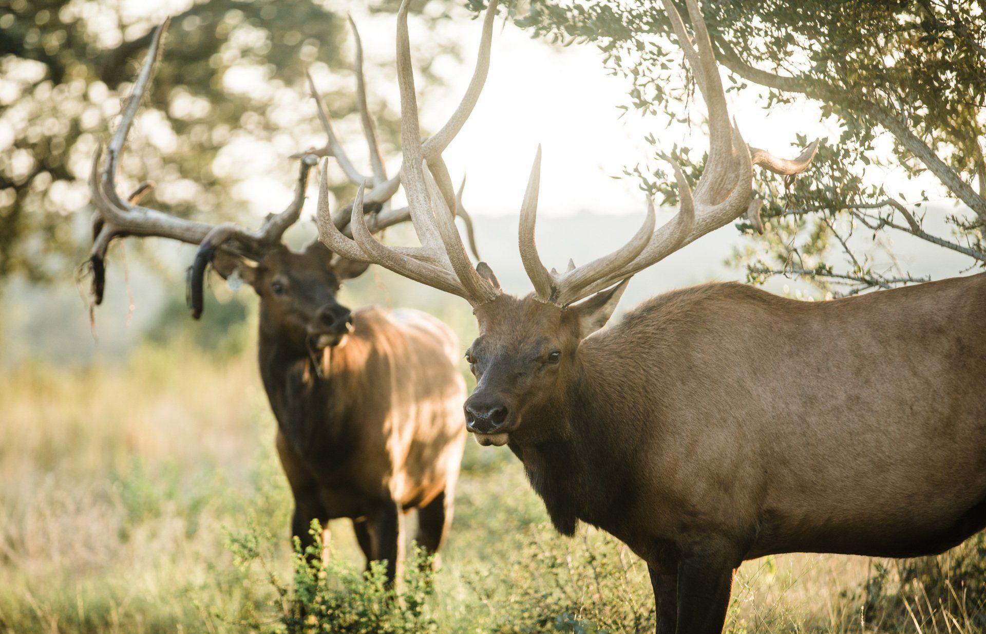 Two male elk with large antlers in a grassy field, sun shining through trees.