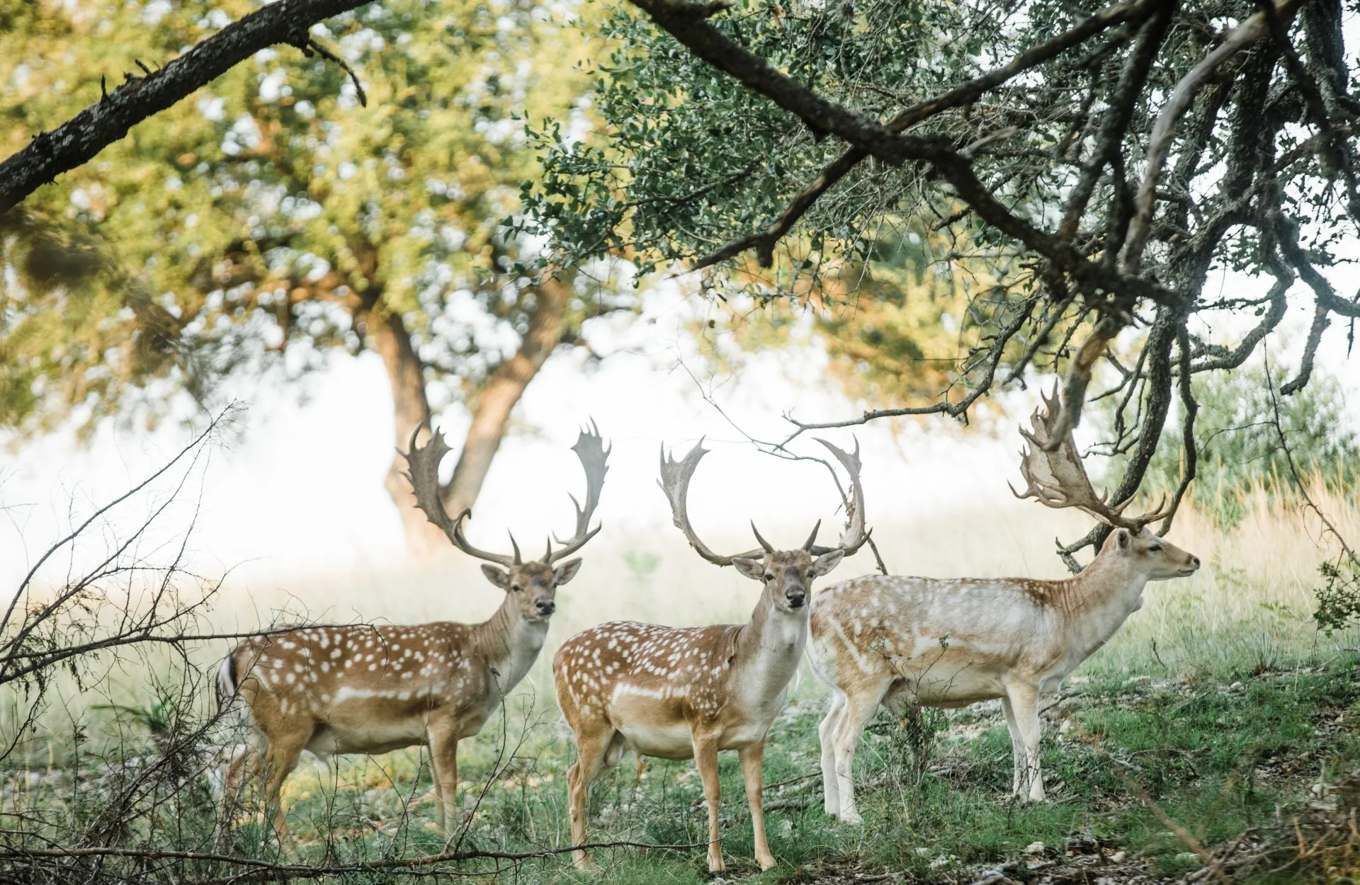 Three spotted deer with large antlers stand in a field, with a tree and sunlight in the background.