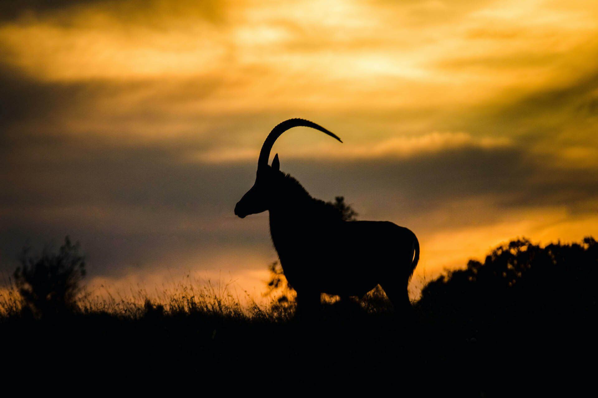 Sable antelope silhouetted against a sunset sky, standing on a grassy hill.