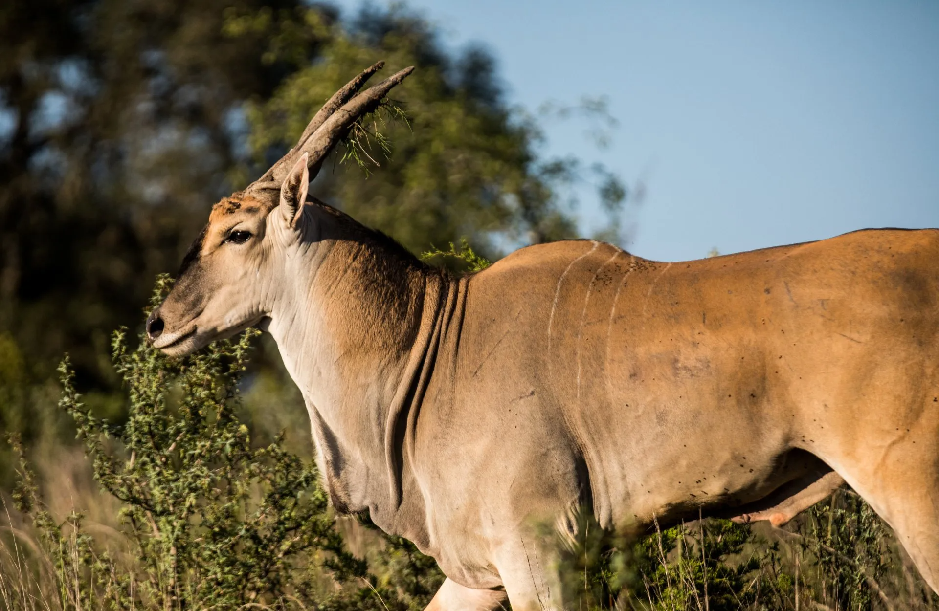 Eland grazing on a bush, outdoors in natural sunlight.