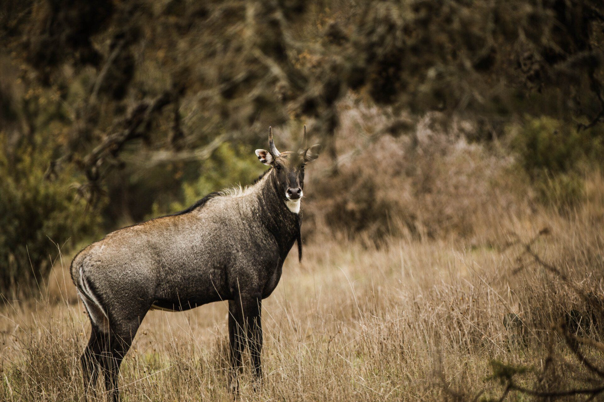Blue bull antelope standing in tall dry grass, looking directly at the viewer, forest in the background.