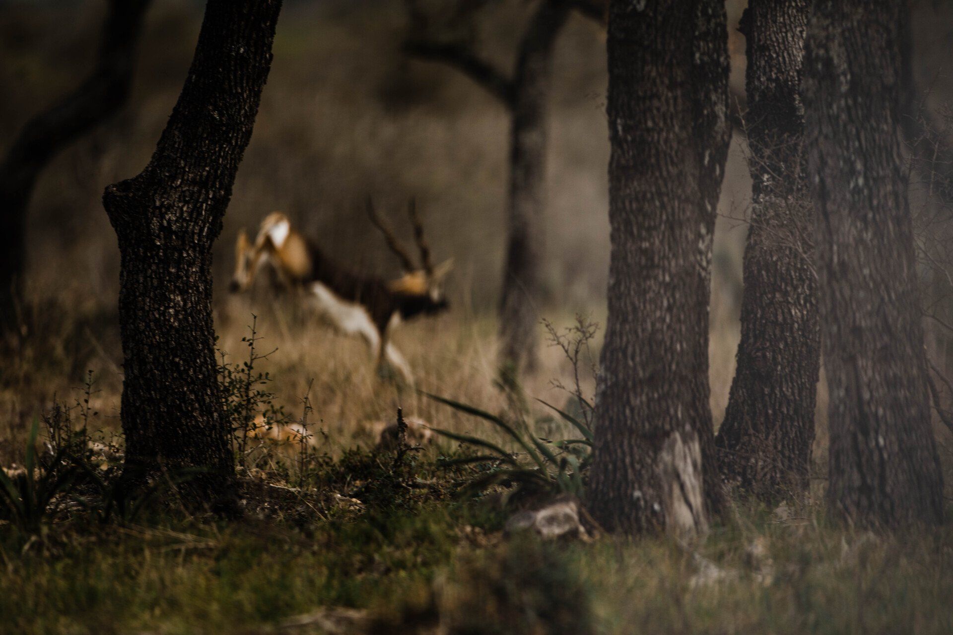 Deer running through a forest, trees in the foreground, blurred background, and dark tones.