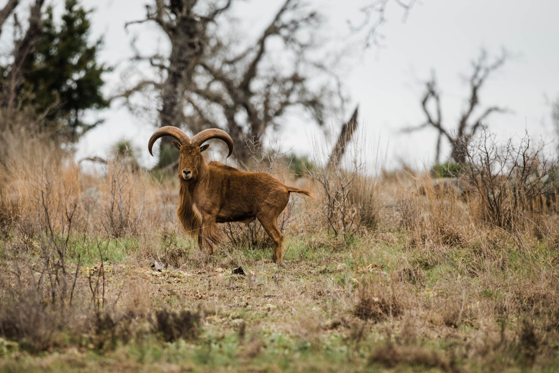 A brown Barbary sheep with large horns standing on a grassy hillside with bare trees in the background.