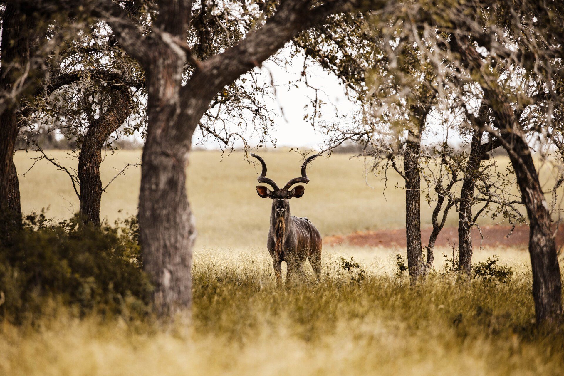 Kudu with large spiral horns stands in a grassy field framed by trees.