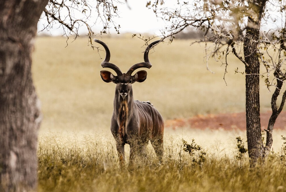 Male kudu with large spiral horns stands in grassy field, framed by trees.